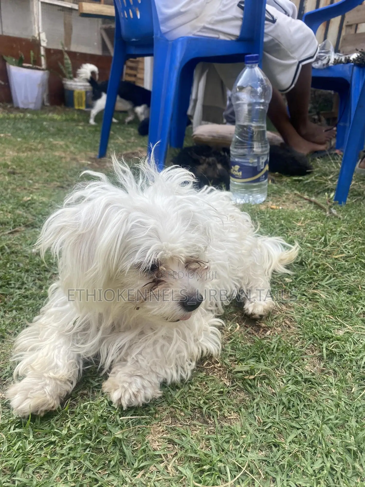 3-6 months Male Purebred Maltese