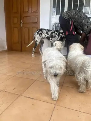 3-6 months Male Mixed Breed Maltese