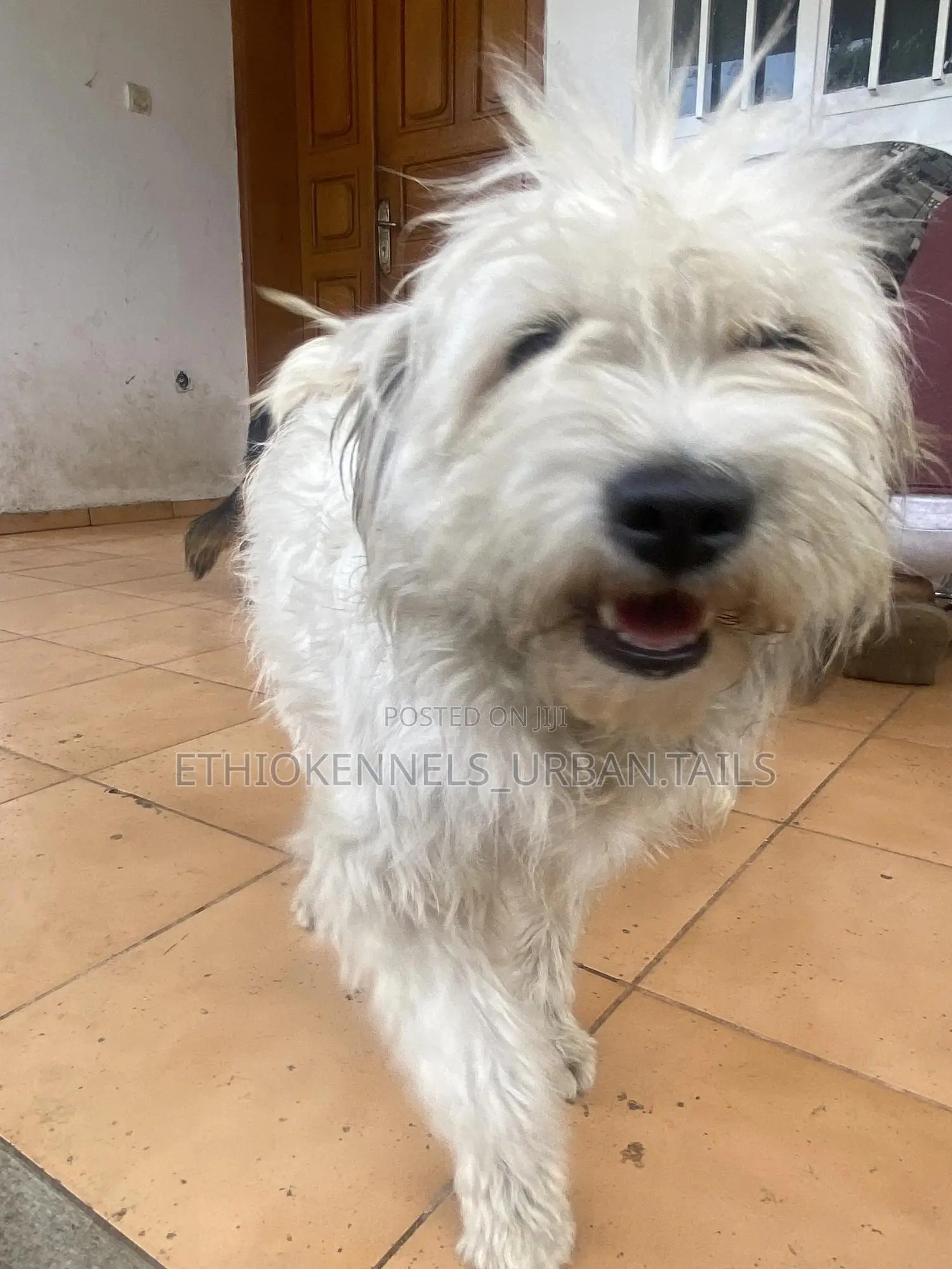 3-6 months Male Mixed Breed Maltese