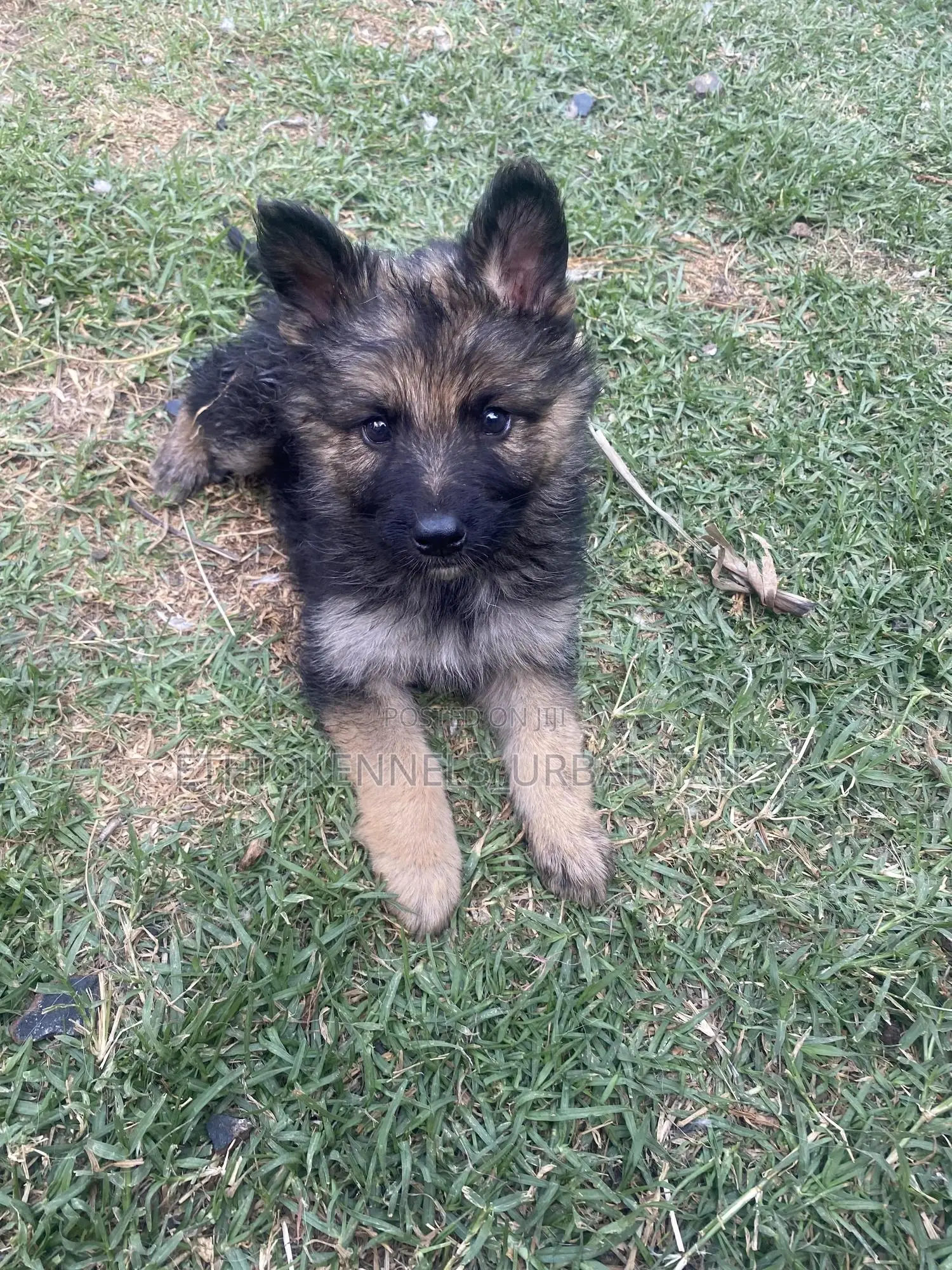 1-3 months Male Purebred German Shepherd