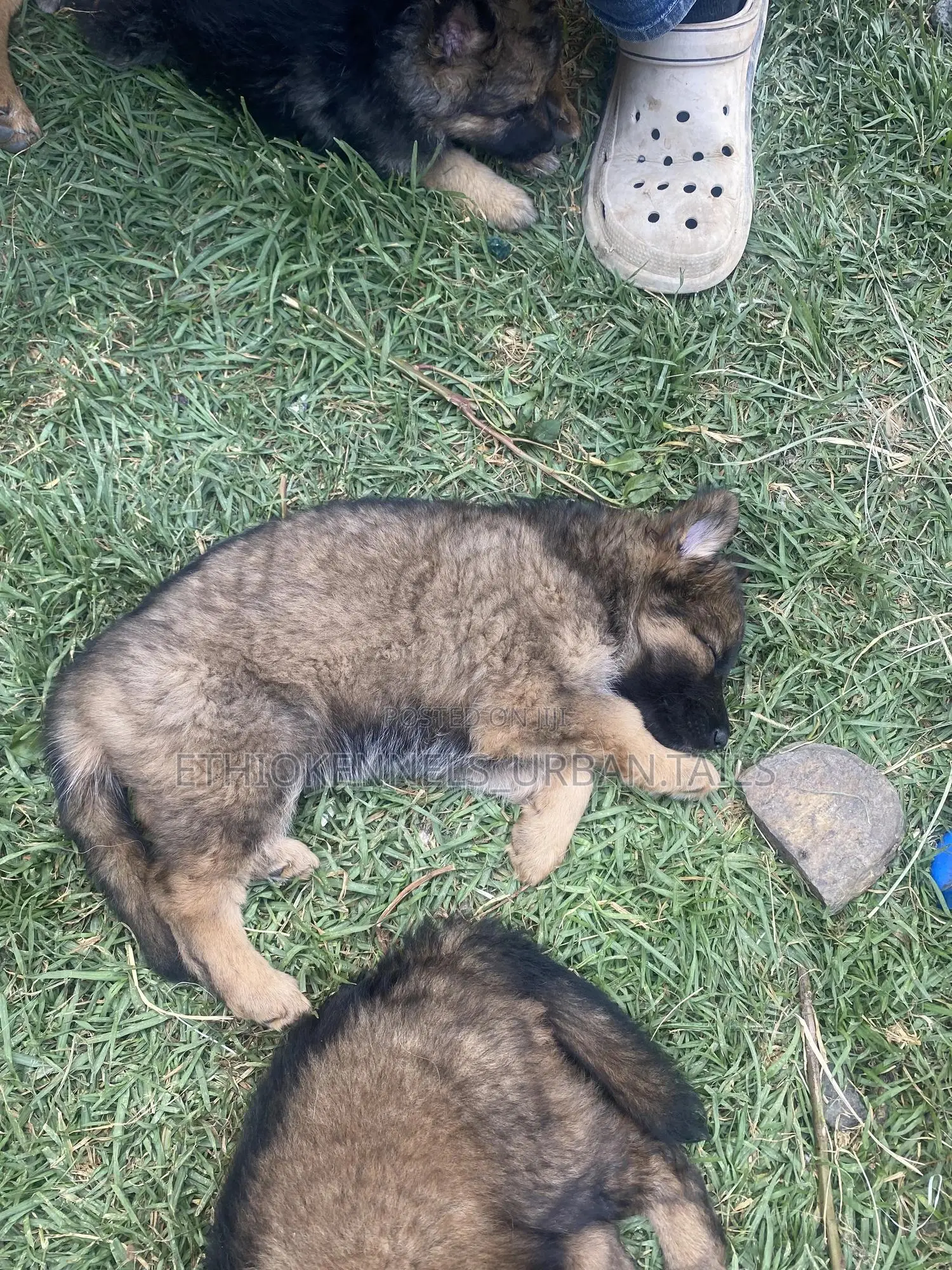 1-3 months Male Purebred German Shepherd