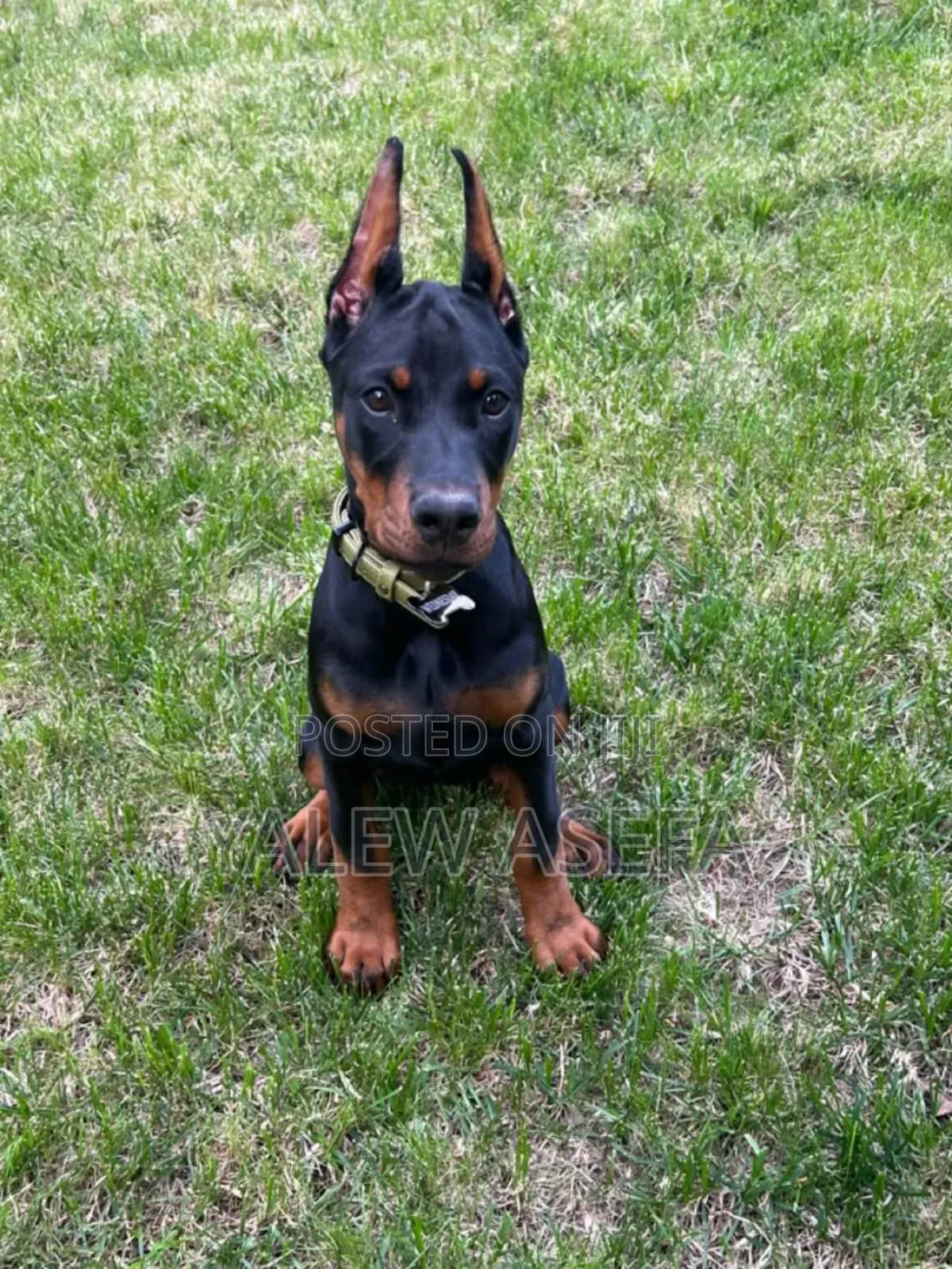 3-6 months Male Mixed Breed Doberman Pinscher