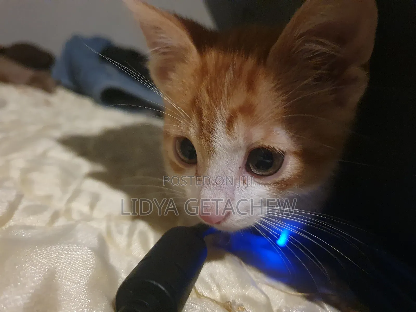 1-3 months Male Mixed Breed Abyssinian