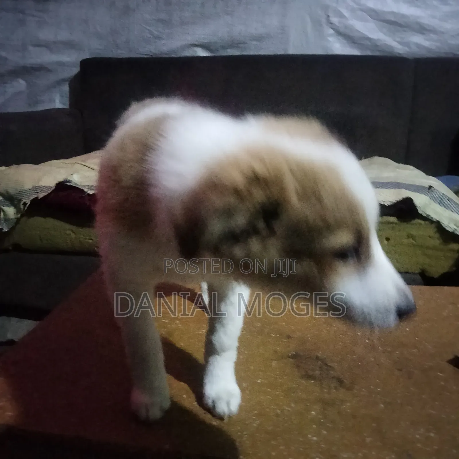 3-6 months Male Mixed Breed Great Pyrenees