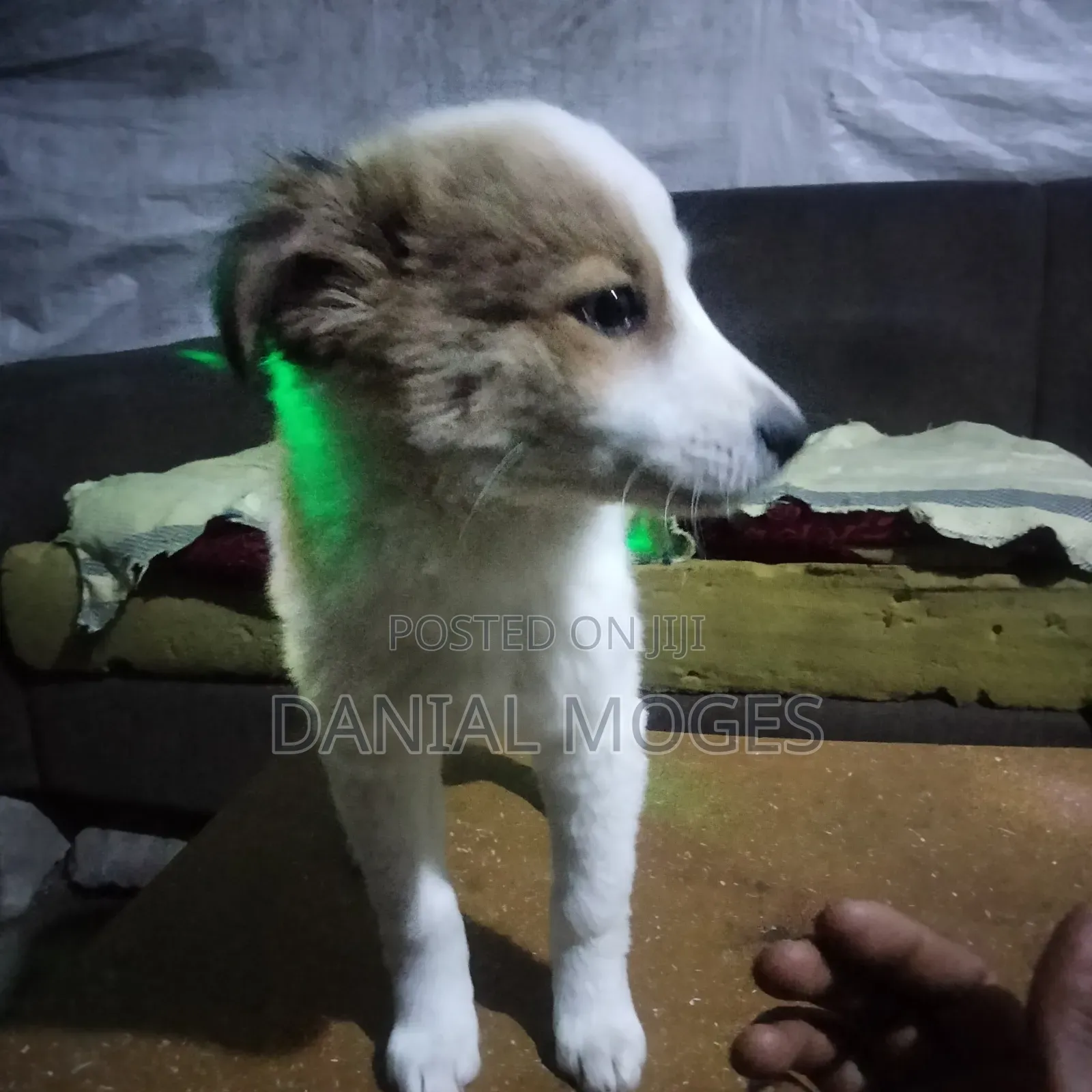 3-6 months Male Mixed Breed Great Pyrenees