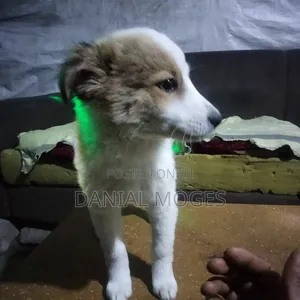 3-6 months Male Mixed Breed Great Pyrenees