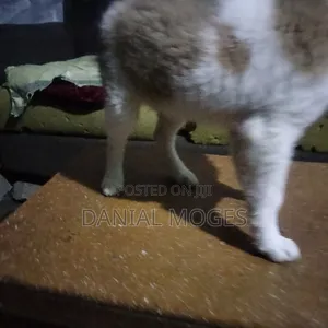 3-6 months Male Mixed Breed Great Pyrenees