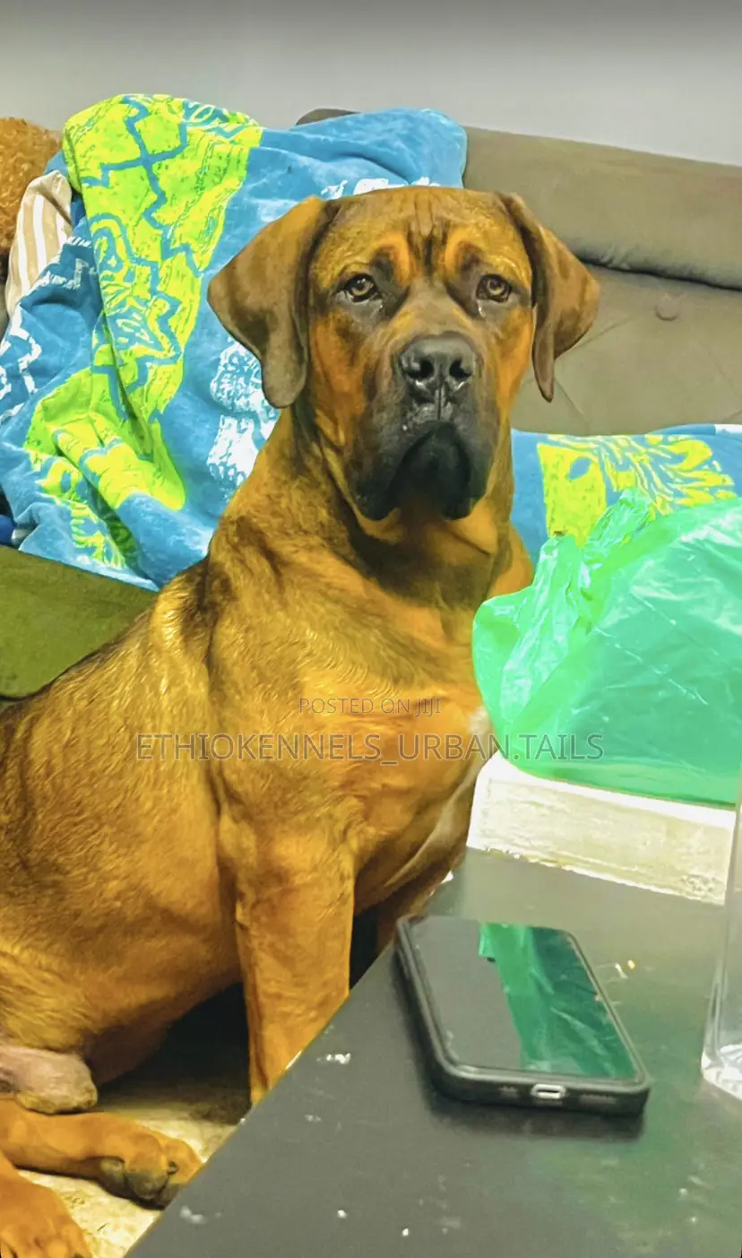 3-6 months Male Purebred Boerboel