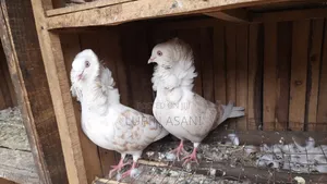 Photo - A Pair of Capchin