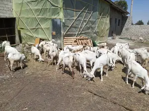 Photo - 20-25kg Goats