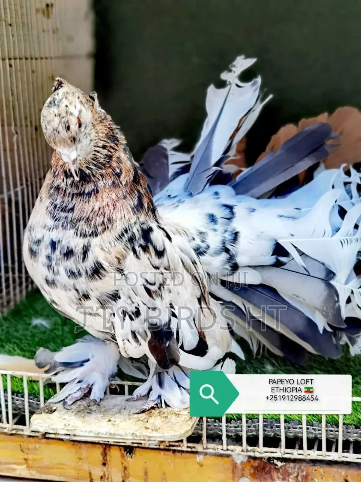 Top Quality Jumbo Size Indian Fantail