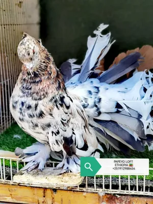 Photo - Top Quality Jumbo Size Indian Fantail