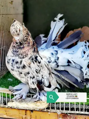 Top Quality Jumbo Size Indian Fantail