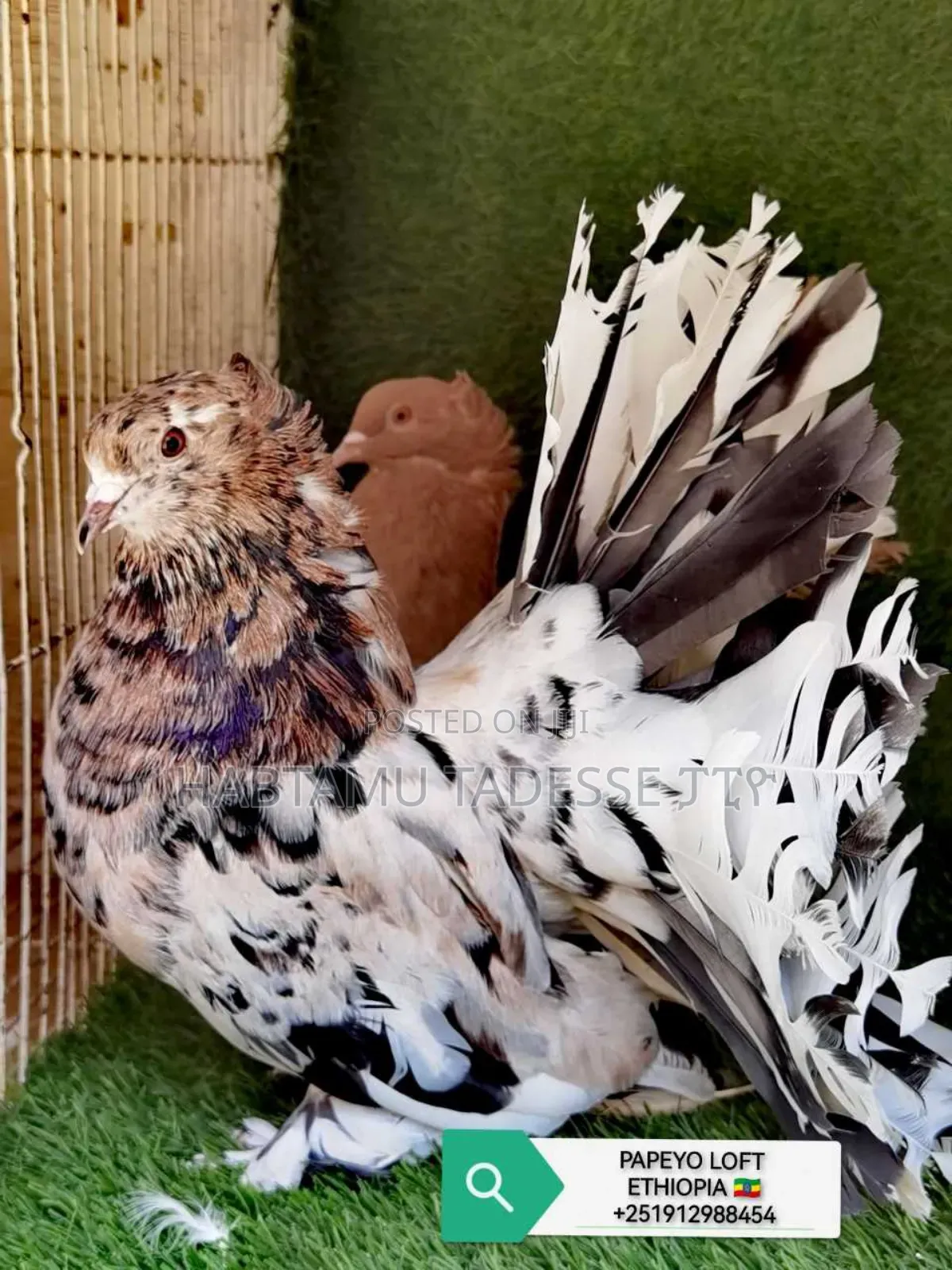 Top Quality Jumbo Size Indian Fantail