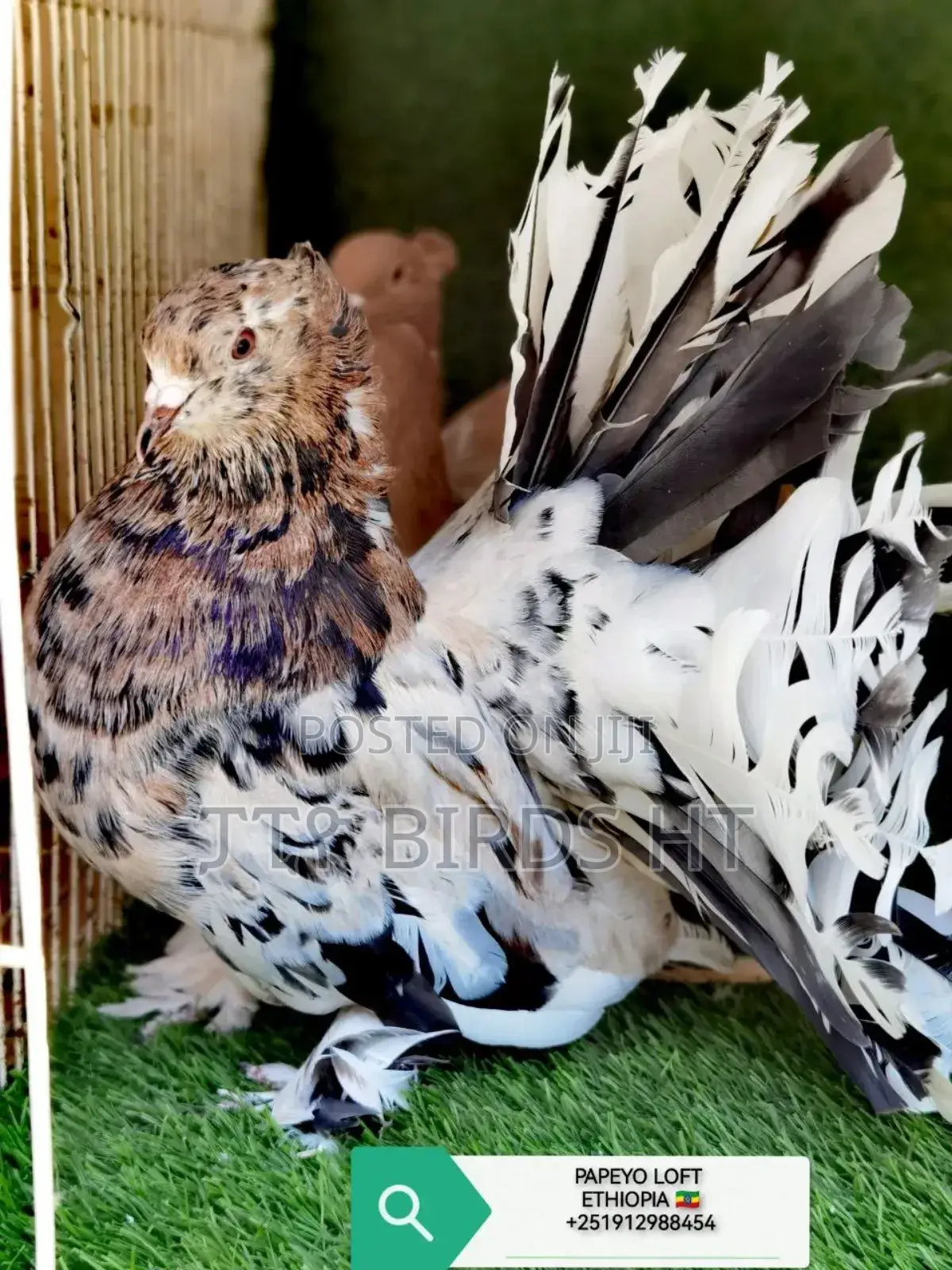 Top Quality Jumbo Size Indian Fantail