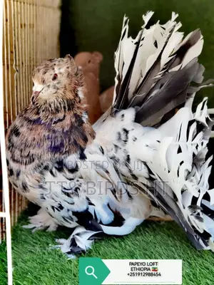 Top Quality Jumbo Size Indian Fantail