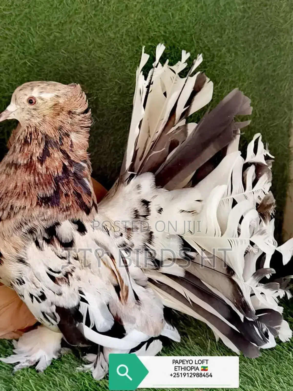 Top Quality Jumbo Size Indian Fantail