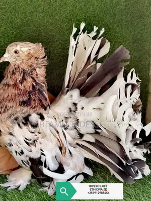 Top Quality Jumbo Size Indian Fantail