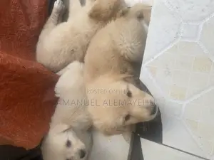 Photo - 0-1 month Male Mixed Breed Golden Retriever