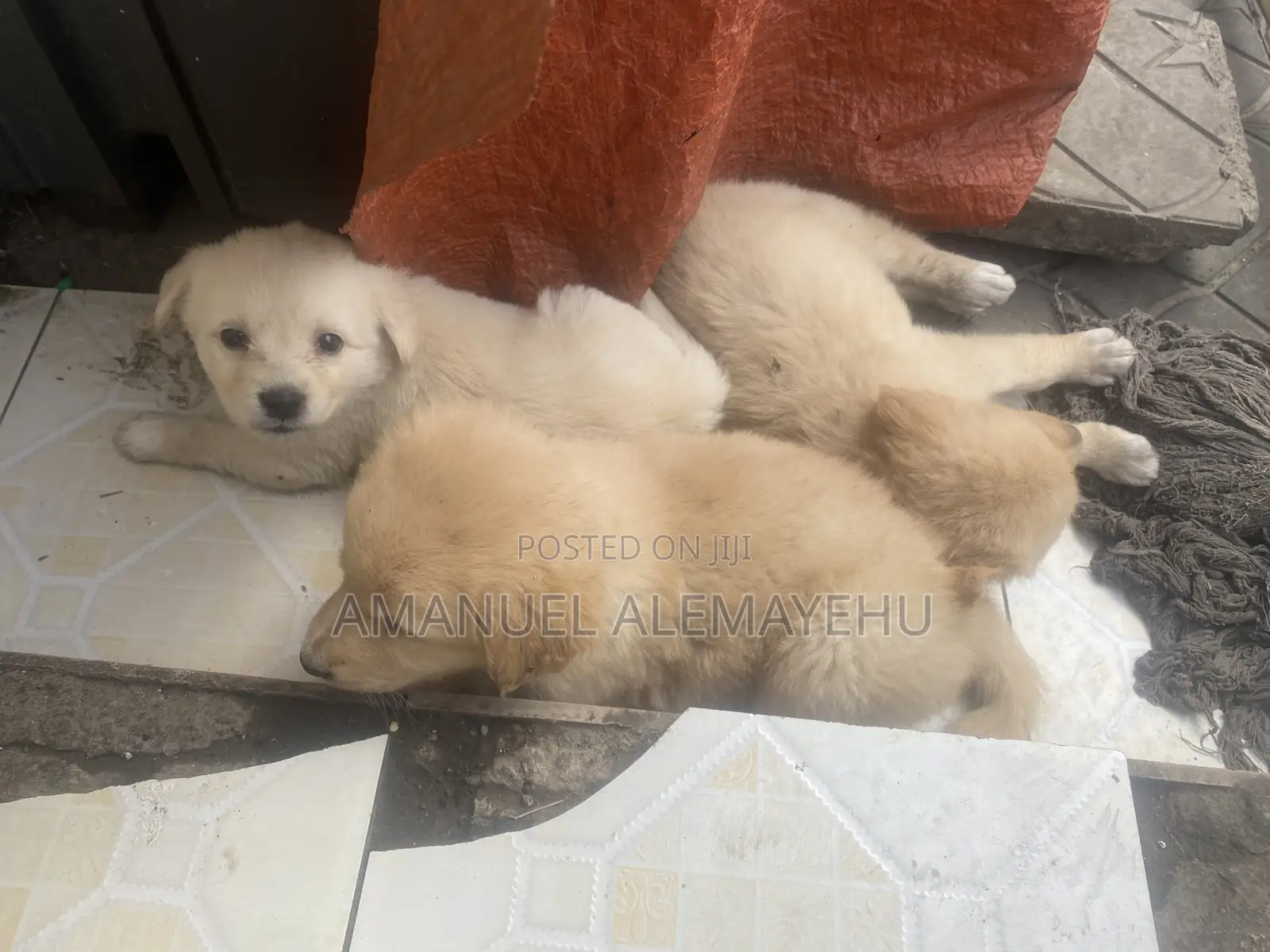 0-1 month Male Mixed Breed Golden Retriever