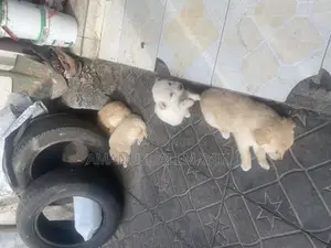 0-1 month Male Mixed Breed Golden Retriever