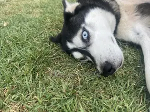 1+ year Female Purebred Siberian Husky