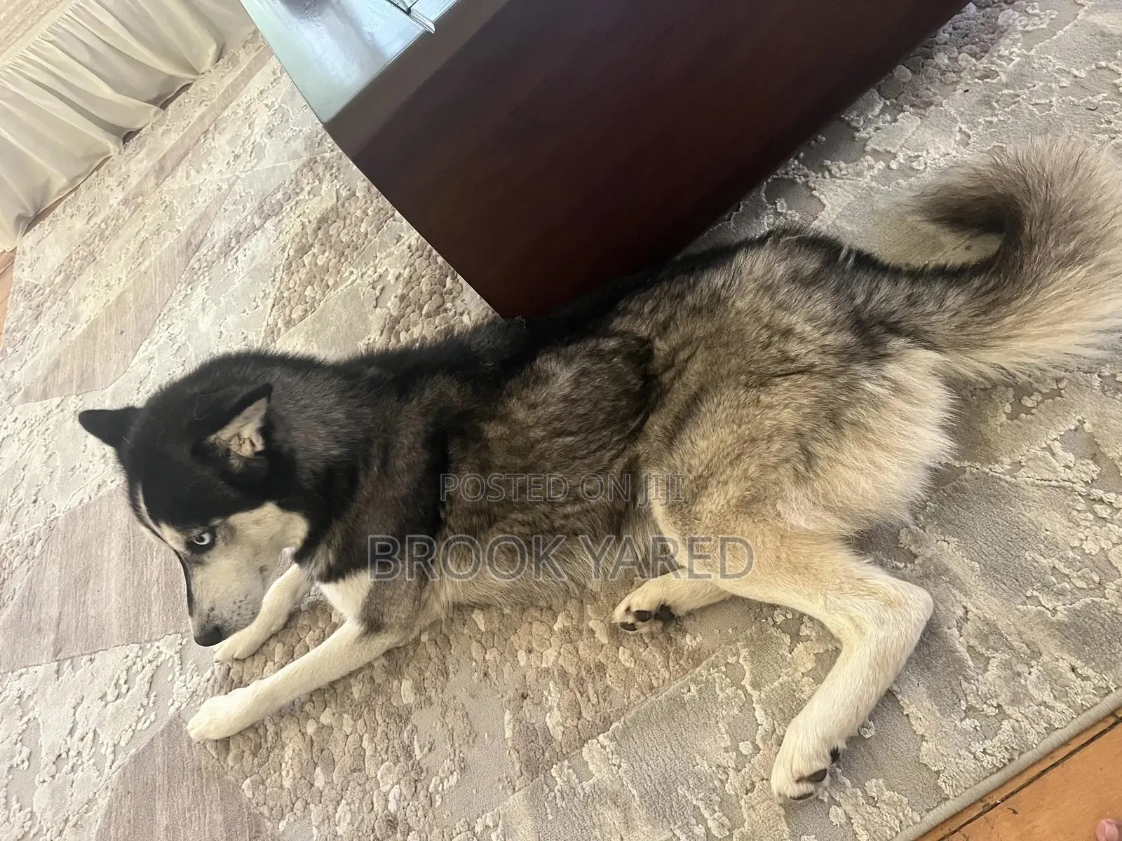 1+ year Female Purebred Siberian Husky