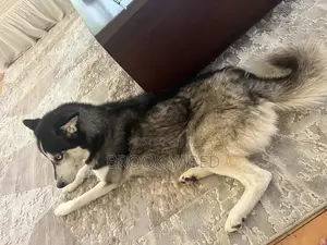 Photo - 1+ year Female Purebred Siberian Husky