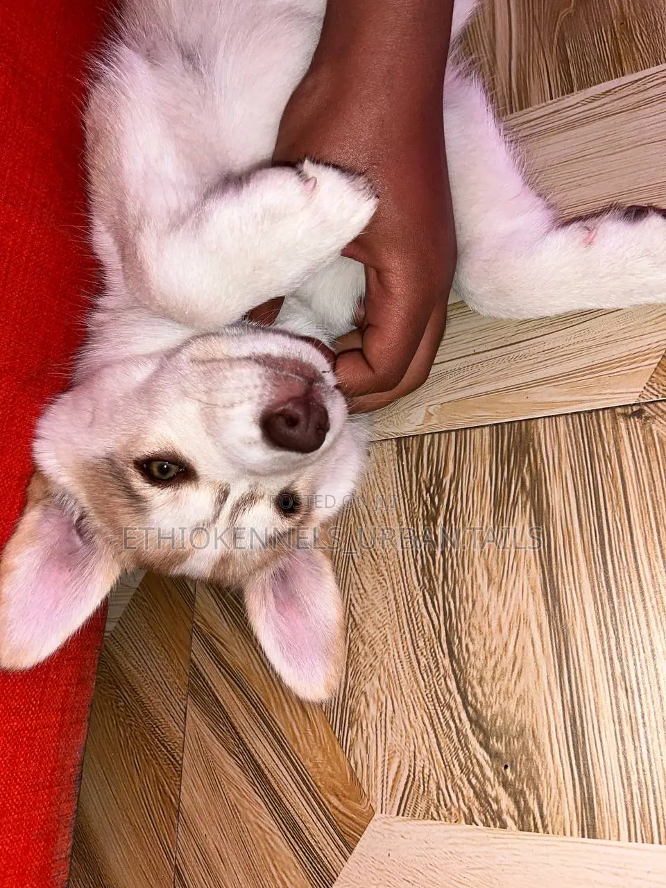 1-3 months Female Purebred Siberian Husky