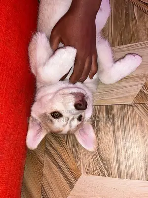 1-3 months Female Purebred Siberian Husky