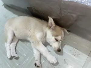 1-3 months Female Purebred Siberian Husky