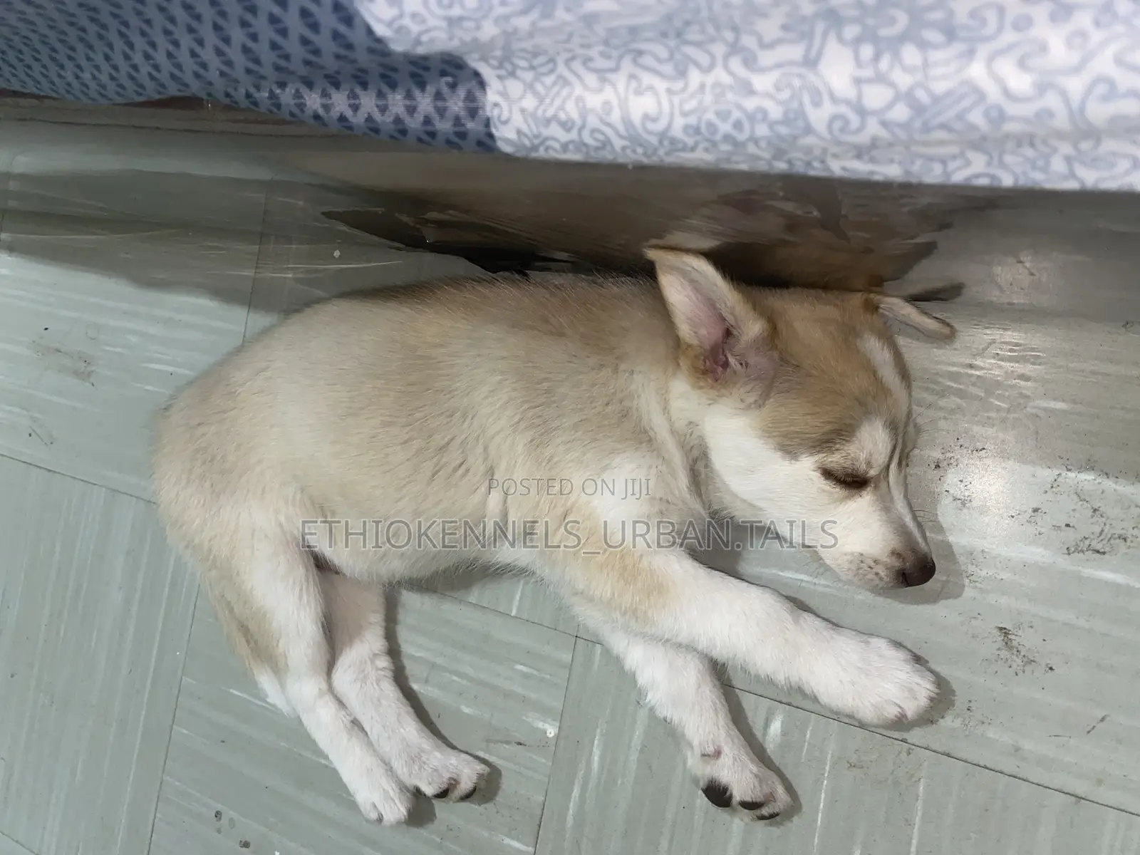 1-3 months Female Purebred Siberian Husky