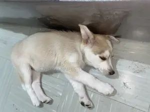 1-3 months Female Purebred Siberian Husky