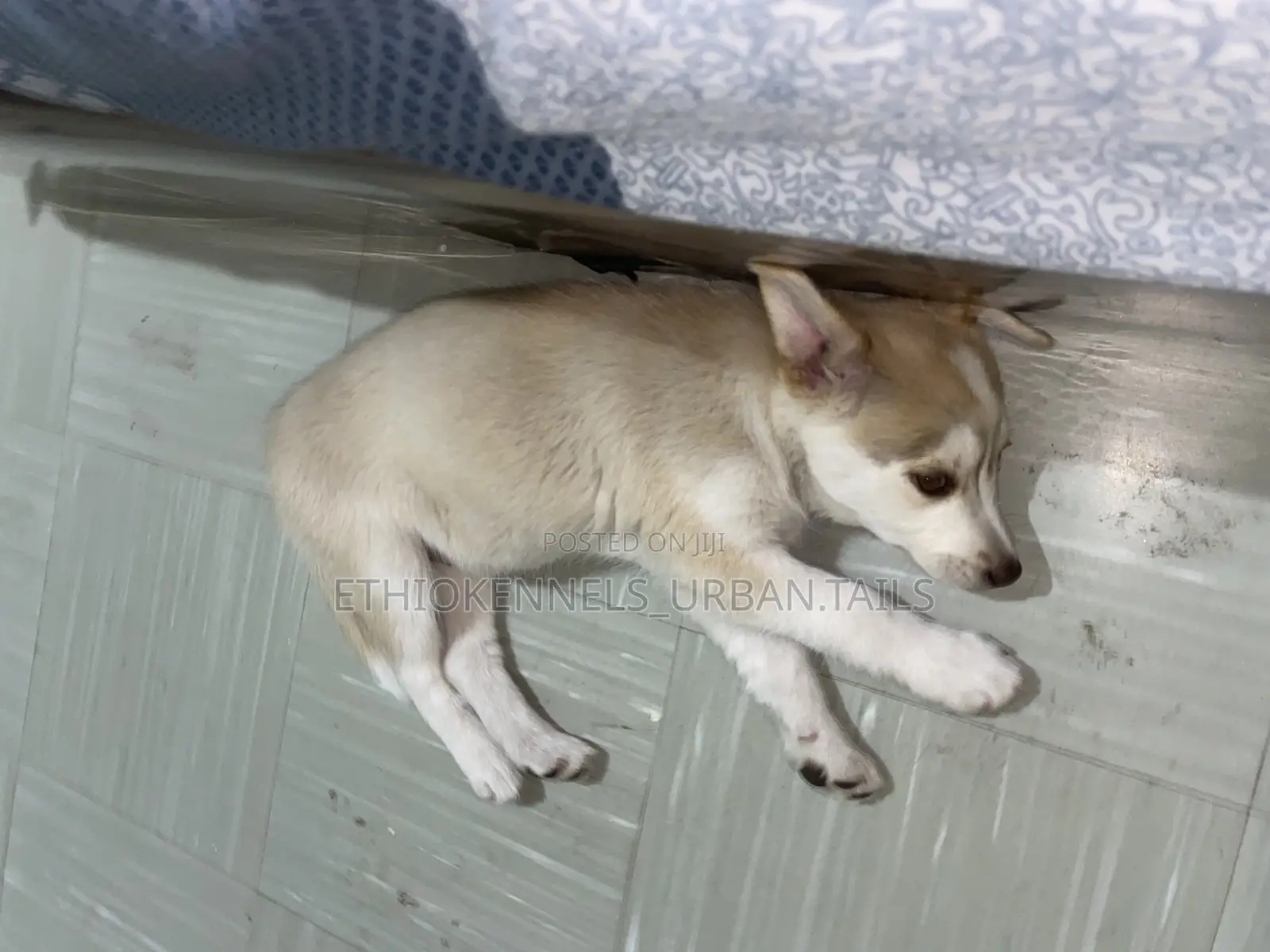 1-3 months Female Purebred Siberian Husky