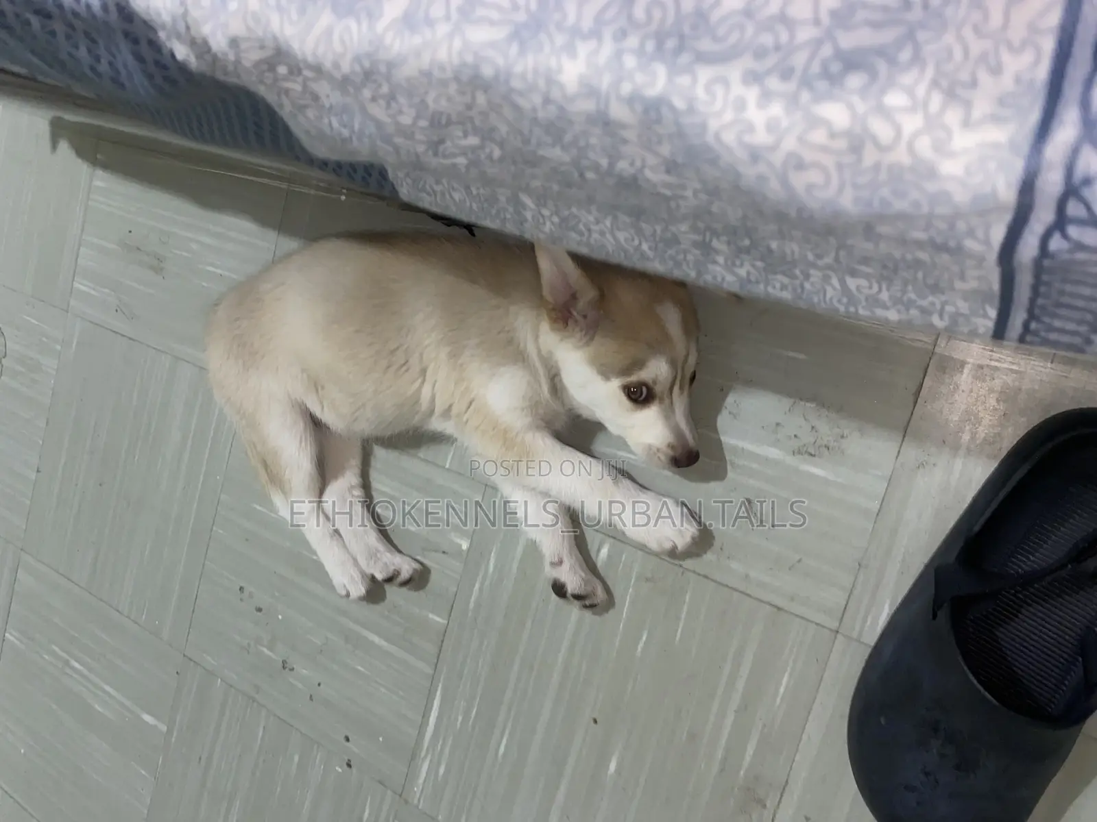 1-3 months Female Purebred Siberian Husky