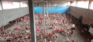 Photo - Fed Chicken