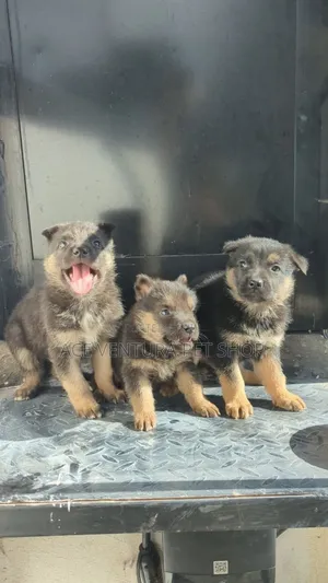 Photo - 1-3 months Male Purebred German Shepherd