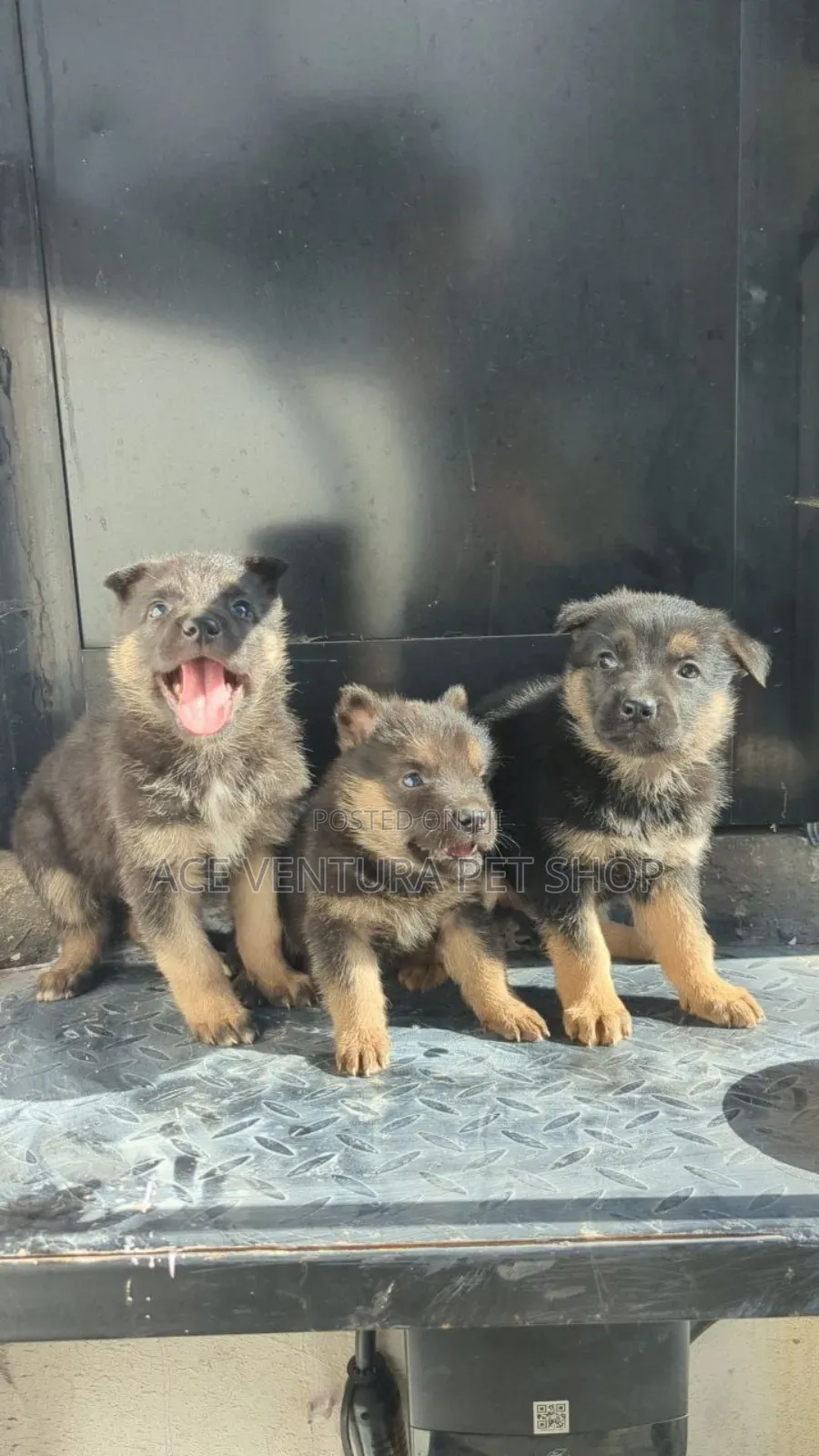 1-3 months Male Purebred German Shepherd