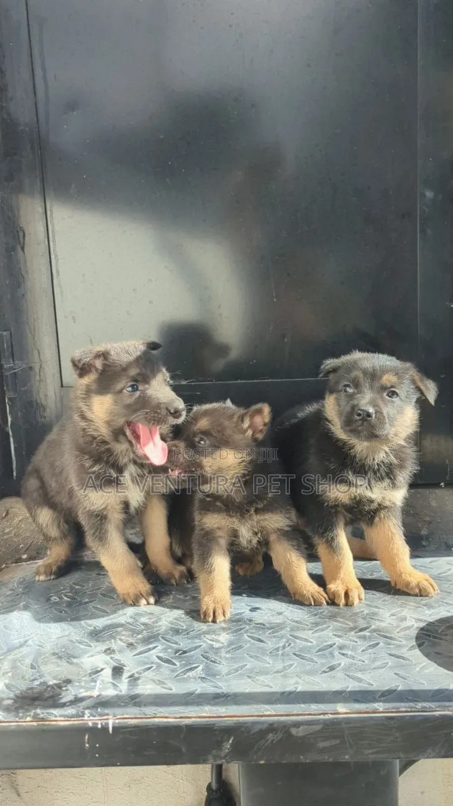 1-3 months Male Purebred German Shepherd