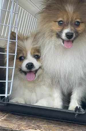 Photo - 6-12 months Female Purebred Pomeranian