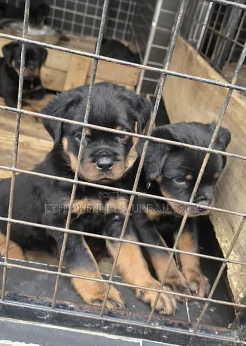 1-3 months Male Purebred Rottweiler