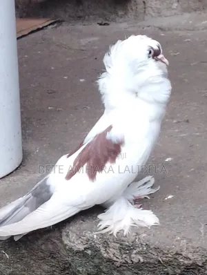 Photo - ሴት የፈለፈለች ሴንት