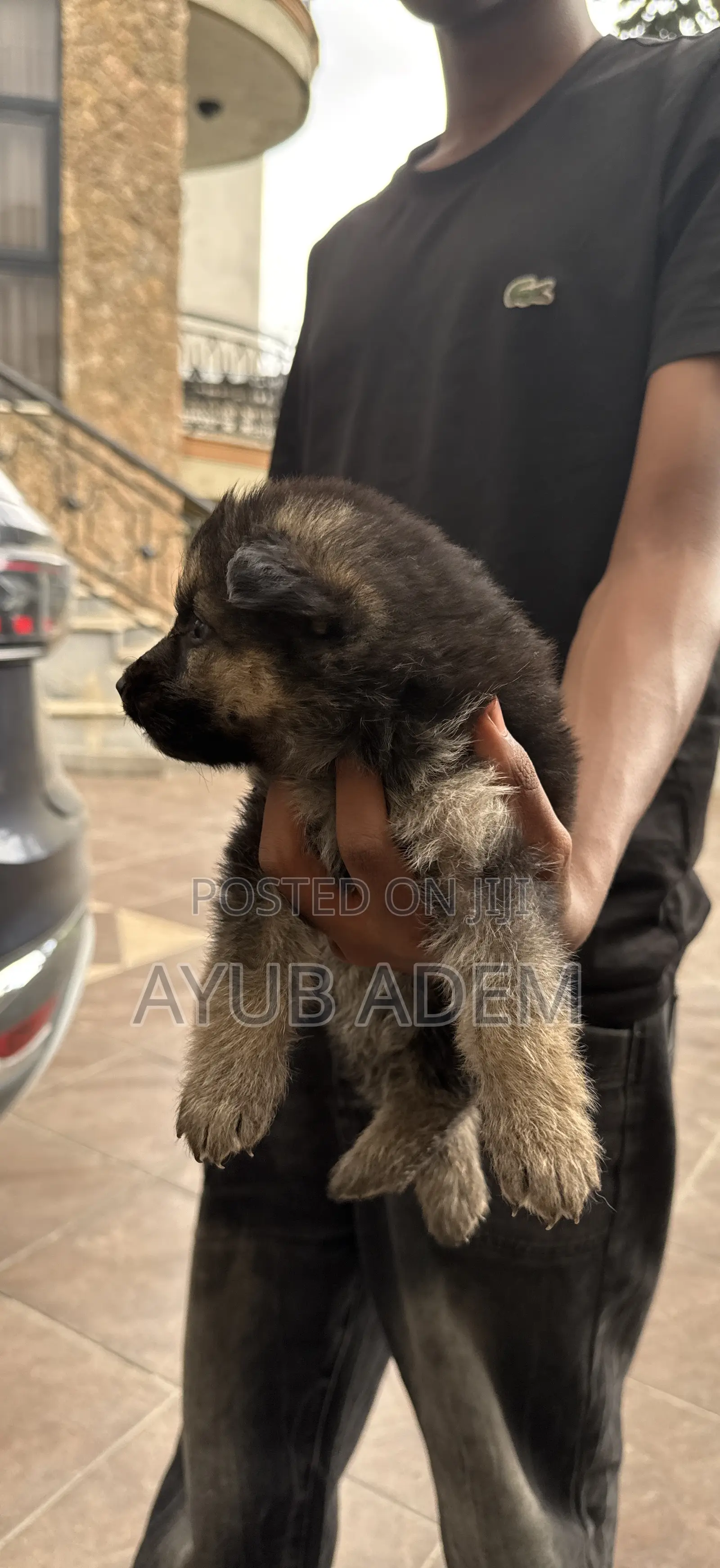 0-1 month Male Purebred German Shepherd