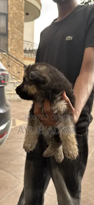 Photo - 0-1 month Male Purebred German Shepherd