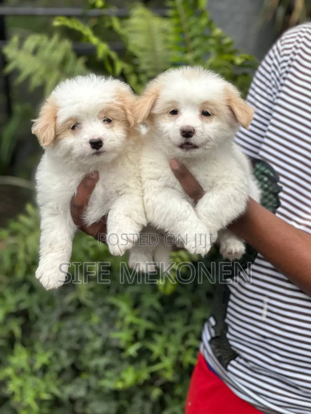 1-3 months Male Purebred Maltese