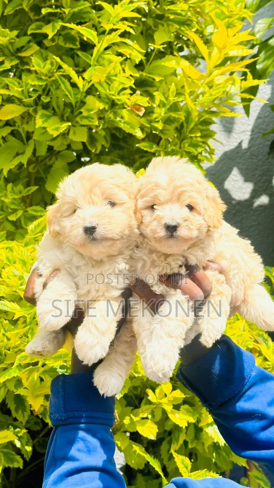 1-3 months Female Purebred Maltese