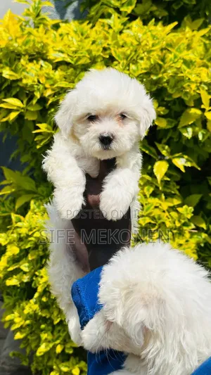 1-3 months Female Purebred Maltese