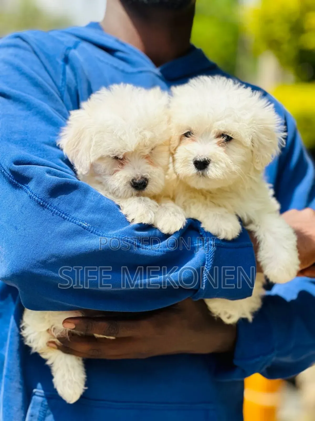 1-3 months Female Purebred Maltese