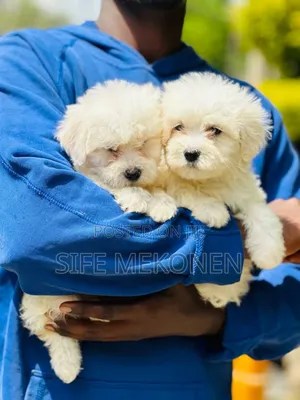 Photo - 1-3 months Female Purebred Maltese