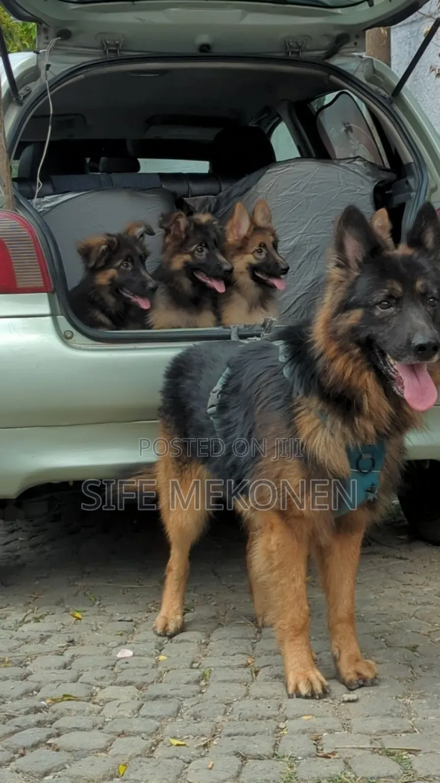 1-3 months Male Purebred German Shepherd